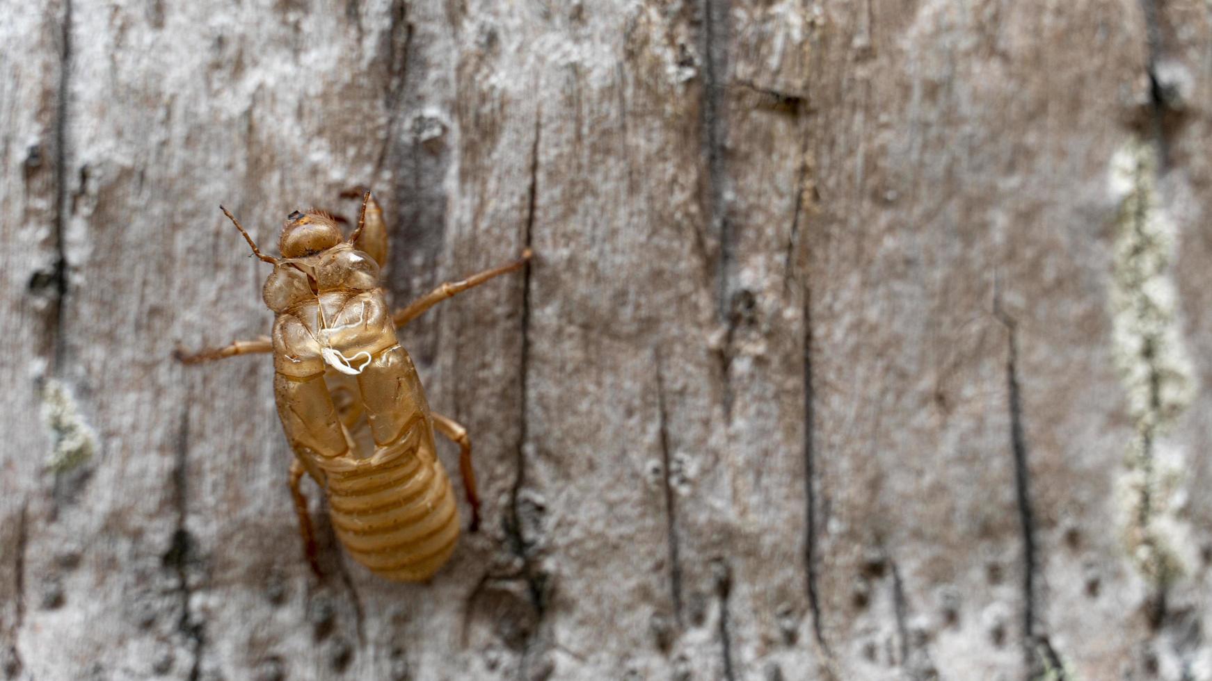Cicada stains brown color. Stains left on the surface of coconut trees. photo