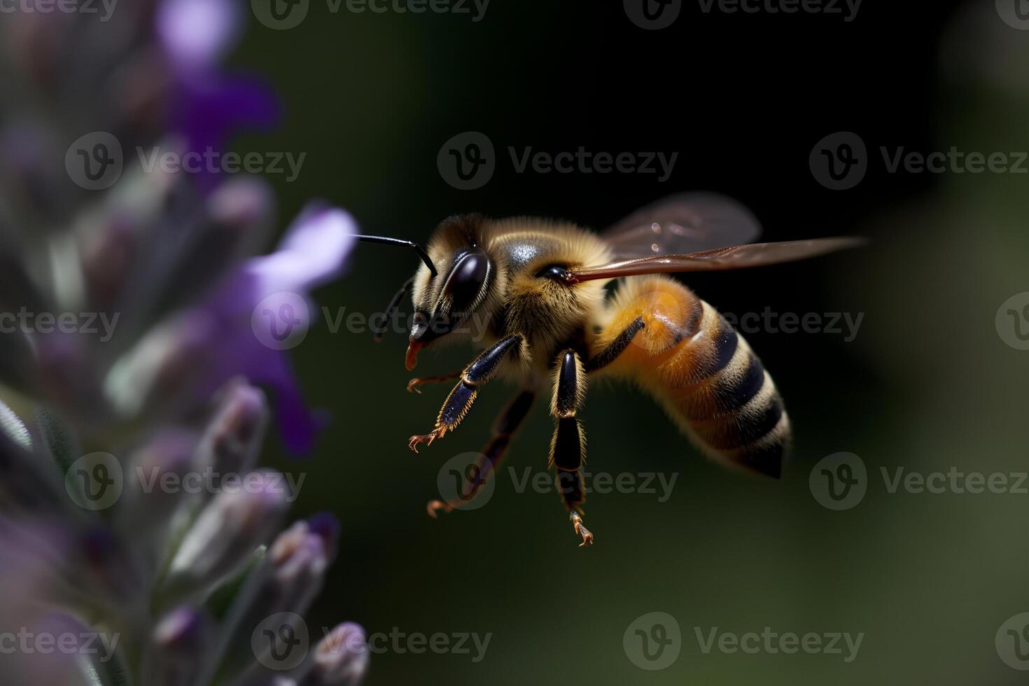 Closeup view of honey bee on the table, in a flight and on honeycomb. Useful insect photo