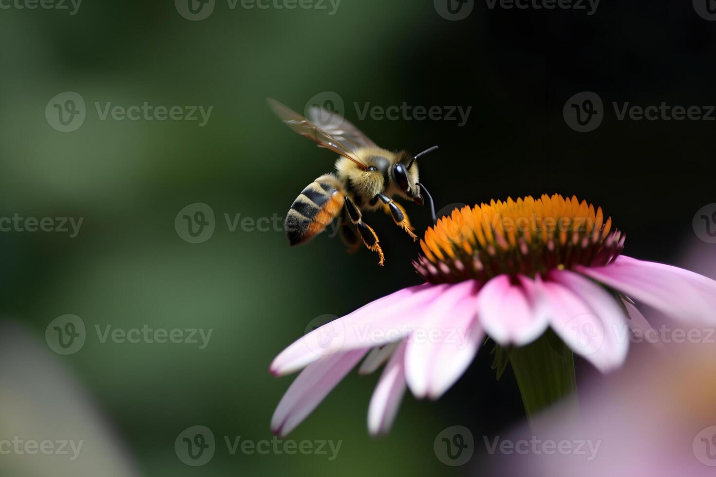 Closeup view of honey bee on the table, in a flight and on honeycomb. Useful insect photo