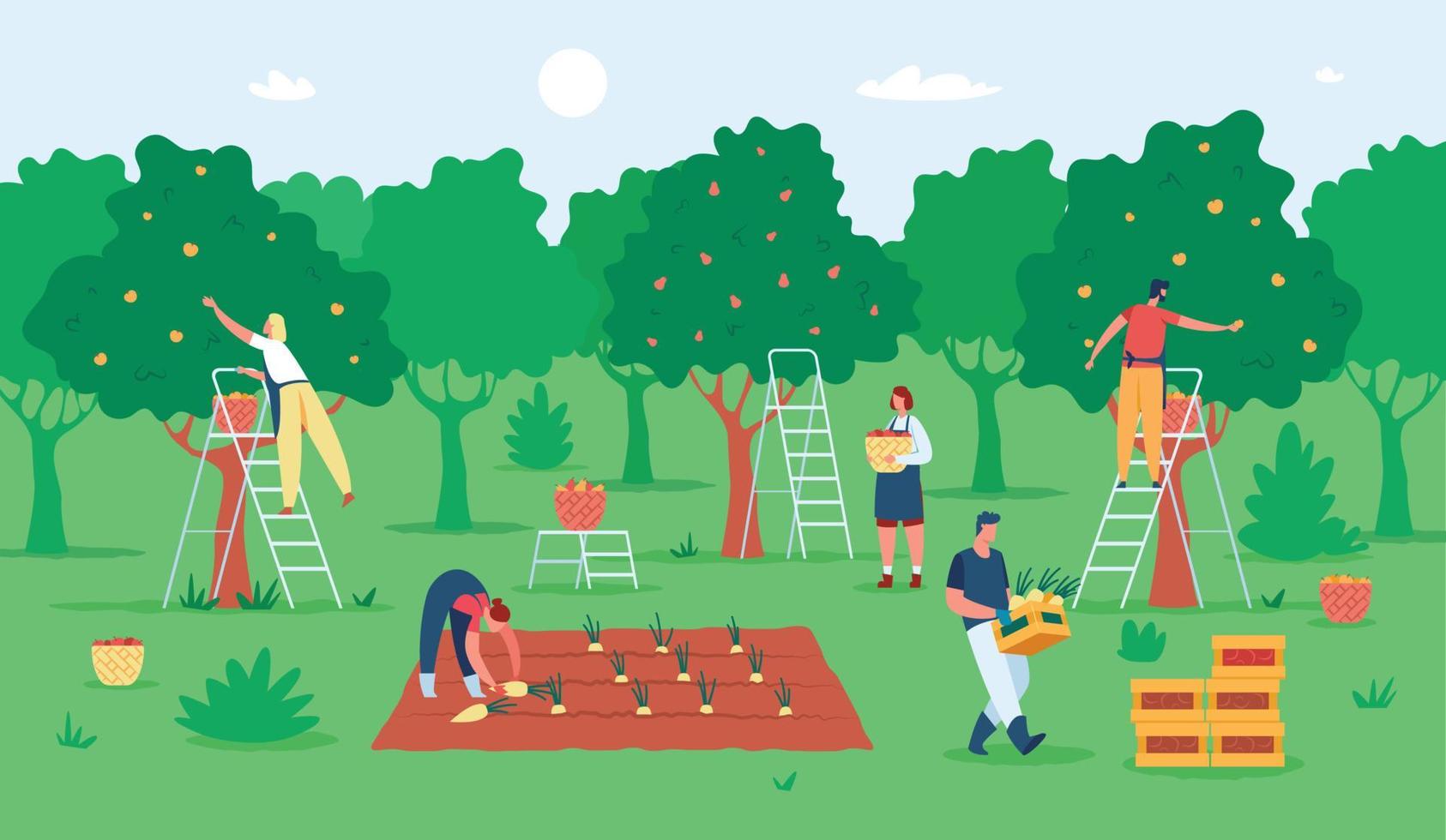 People harvesting fruits, farmers gathering apples in garden. Agricultural workers picking fruit from trees. Harvest season vector illustration