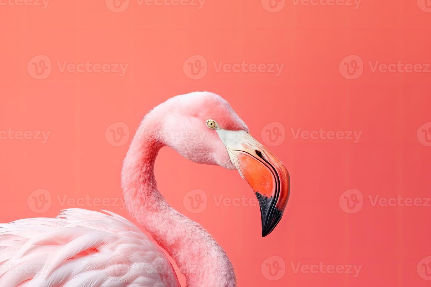 Close up portrait of flamingo bird on pastel colored background. photo