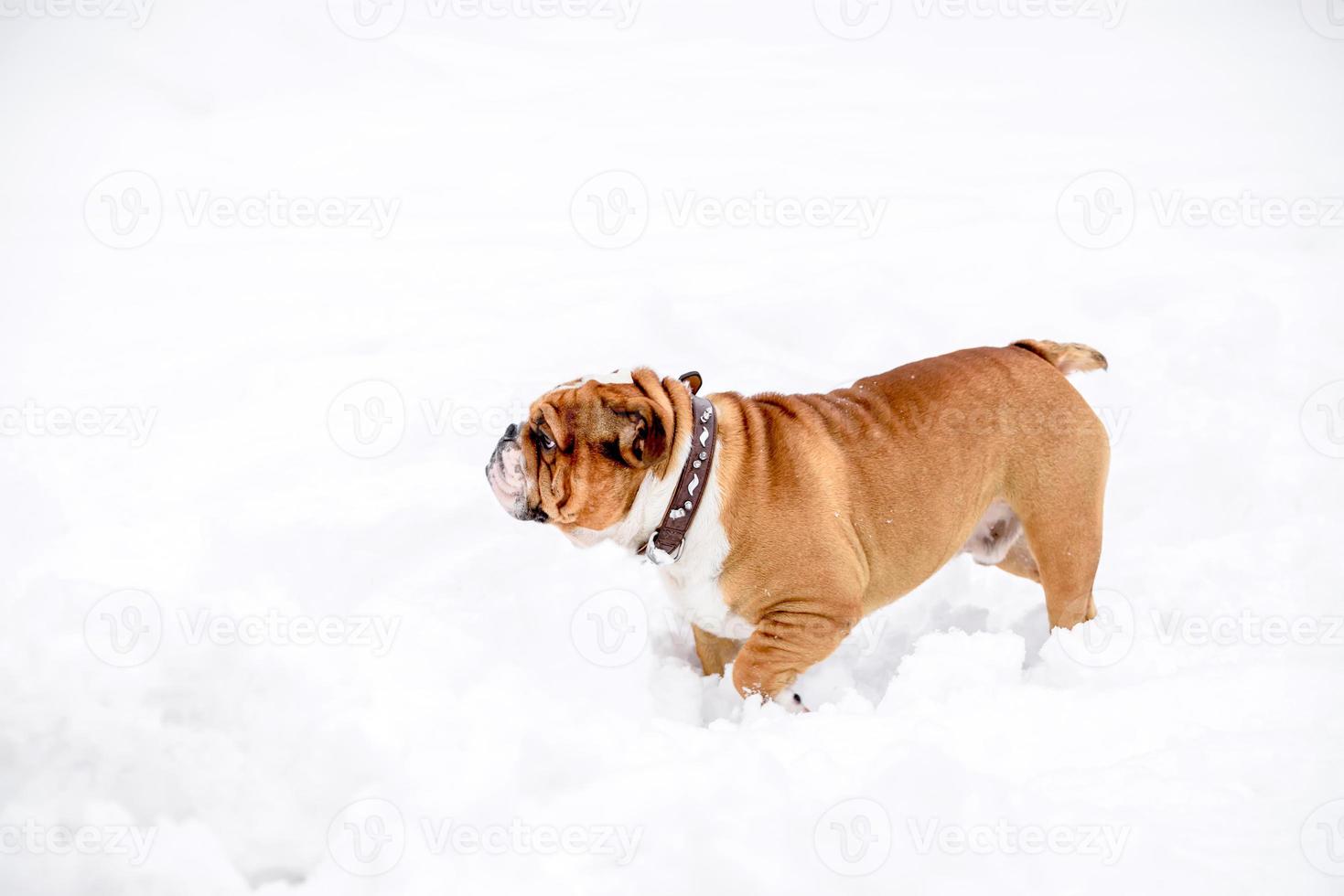 English bulldog playing on the snow photo
