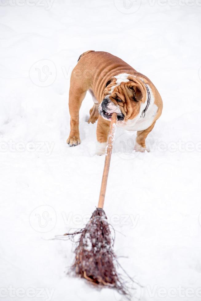 English bulldog playing on the snow photo