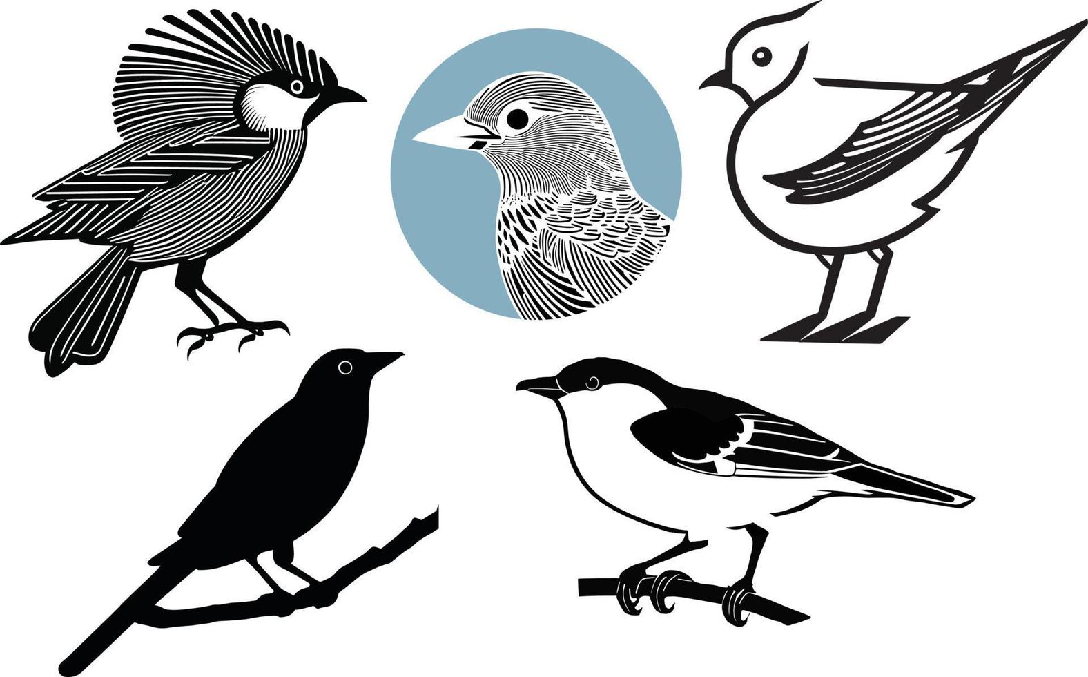 Different Kind Of Black Bird Detailed Silhouettes vector