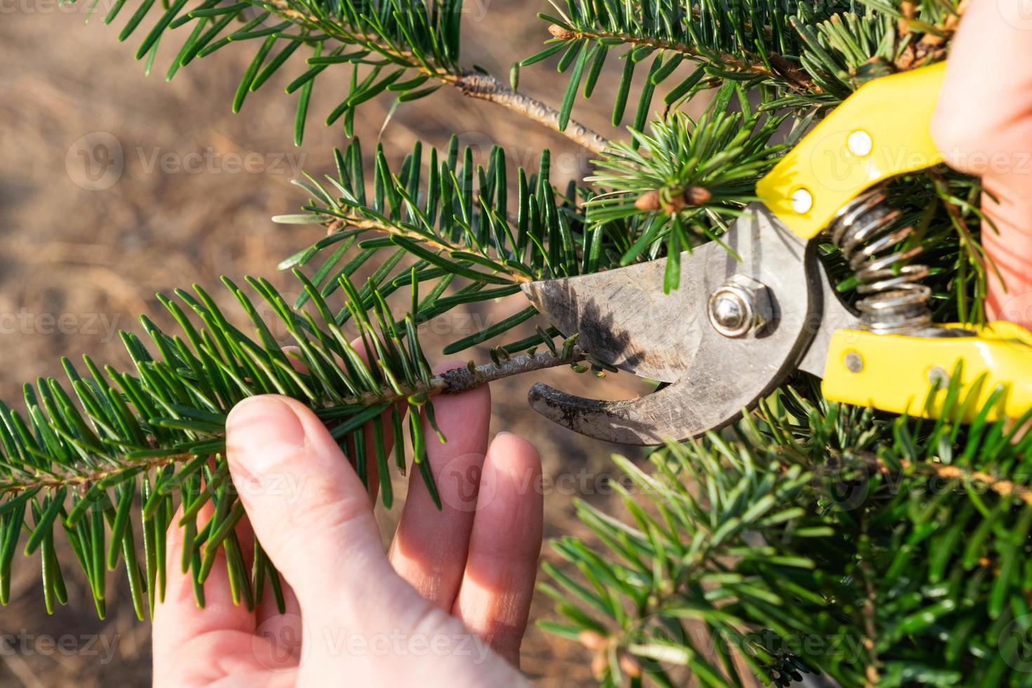 Pruning fir with pruning shears in spring. The formation of the crown of a coniferous plant, garden care. The gardener's hand is looking for a place to cut the branch correctly photo