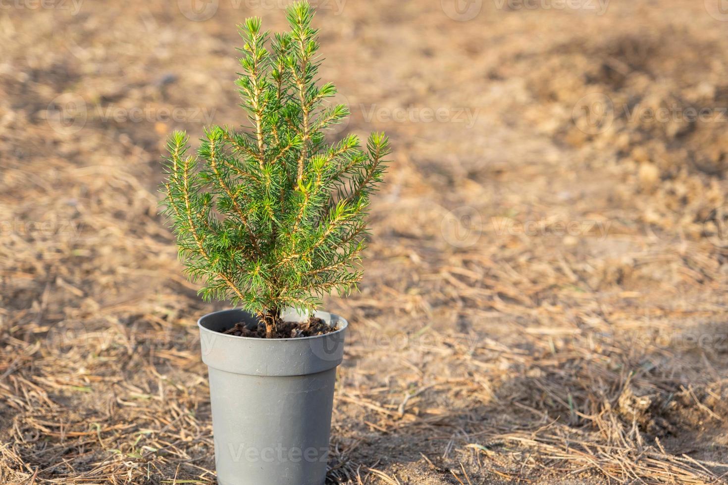 Coniferous plants in pots with a closed root for planting on your garden plot from the nursery. Gardening of a garden plot in spring photo