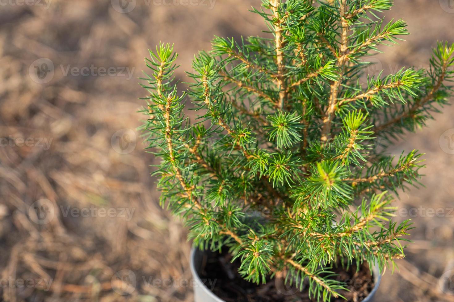 Coniferous plants in pots with a closed root for planting on your garden plot from the nursery. Gardening of a garden plot in spring photo