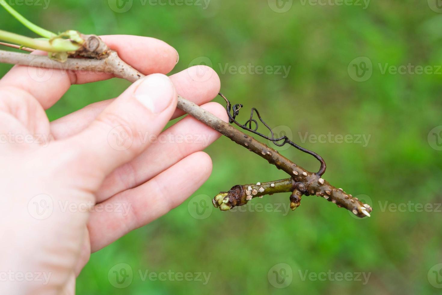 The stem of a branch with germinating rudiments of roots close-up - vegetative reproduction of garden plants photo