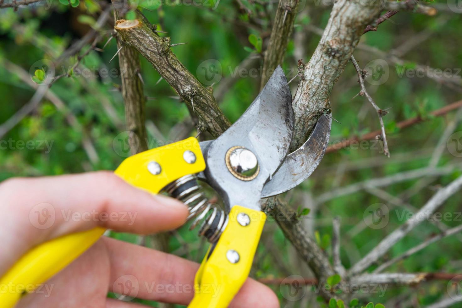 Pruning branches of the barberry bush with pruner shears in spring. The formation of the crown of a fruit trees, garden care. The gardener's hand is looking for a place to cut the branch correctly photo