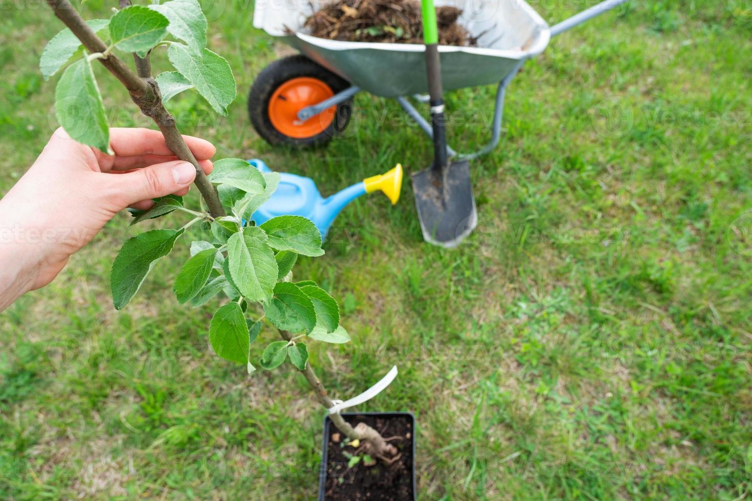 An apple tree seedling in the garden is prepared for planting in the open ground. Fruit tree from the nursery, growing organic fruits on your site photo