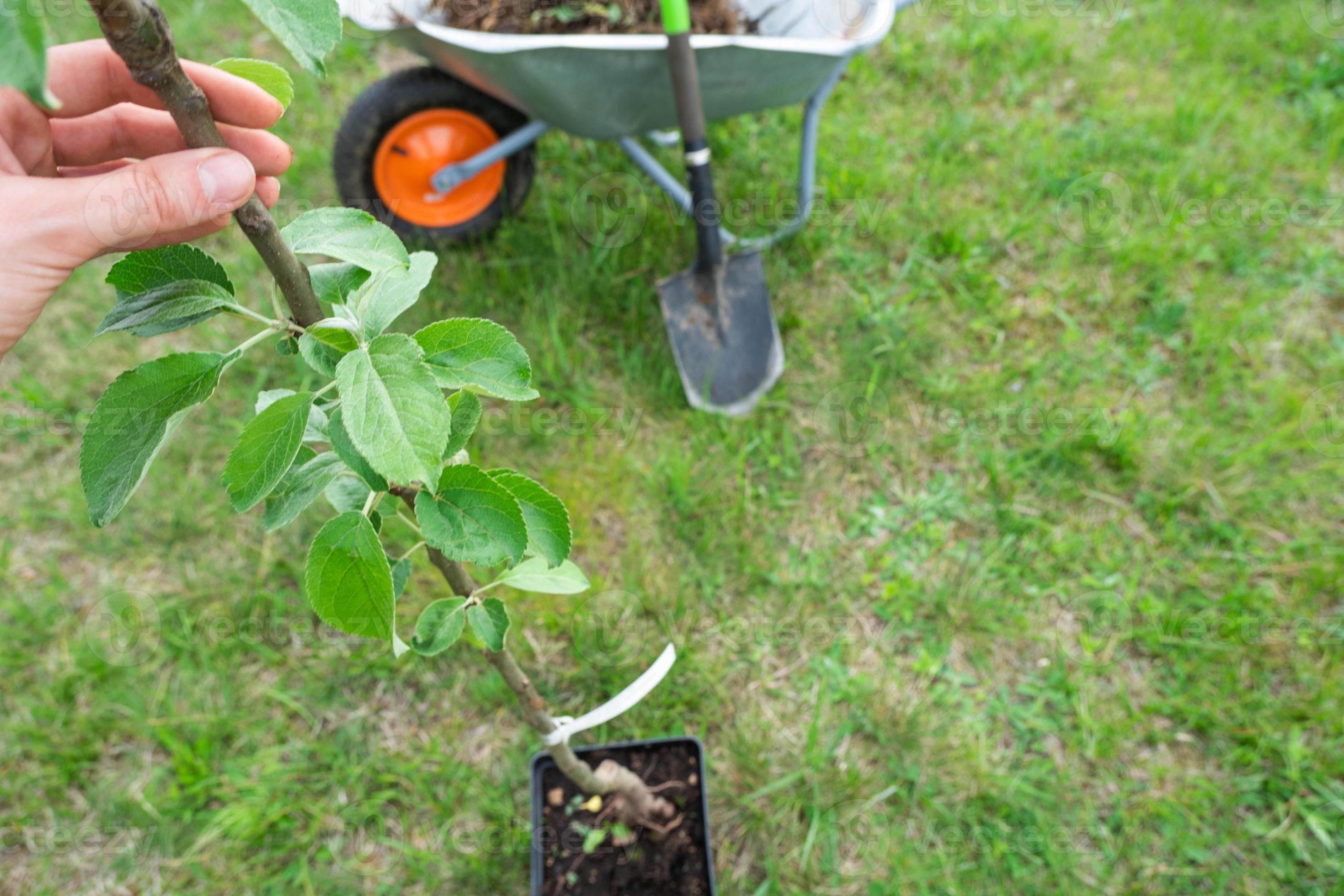 An apple tree seedling in the garden is prepared for planting in the