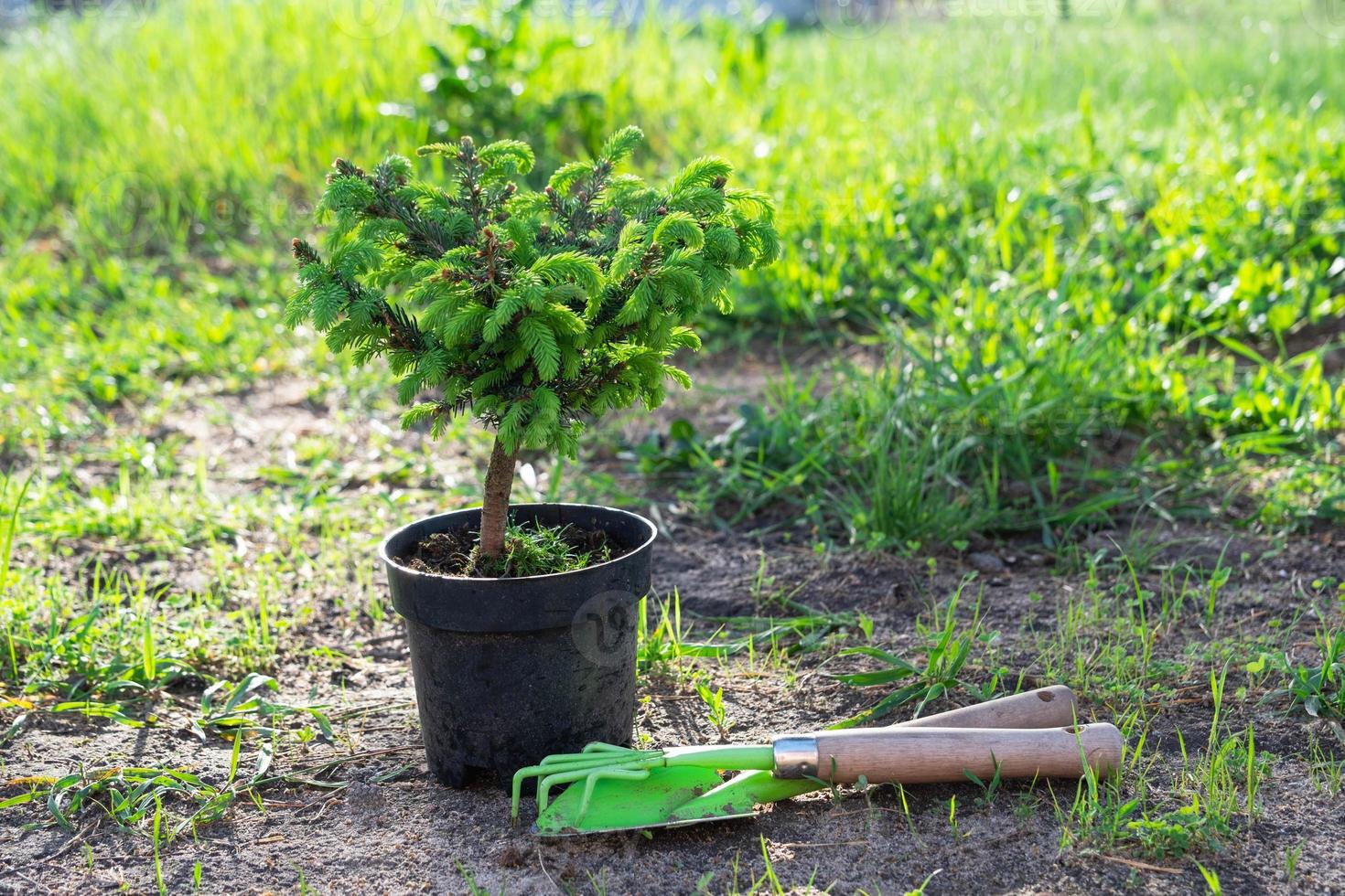 Coniferous plants in pots with a closed root for planting on your garden plot from the nursery. Gardening of a garden plot in spring photo