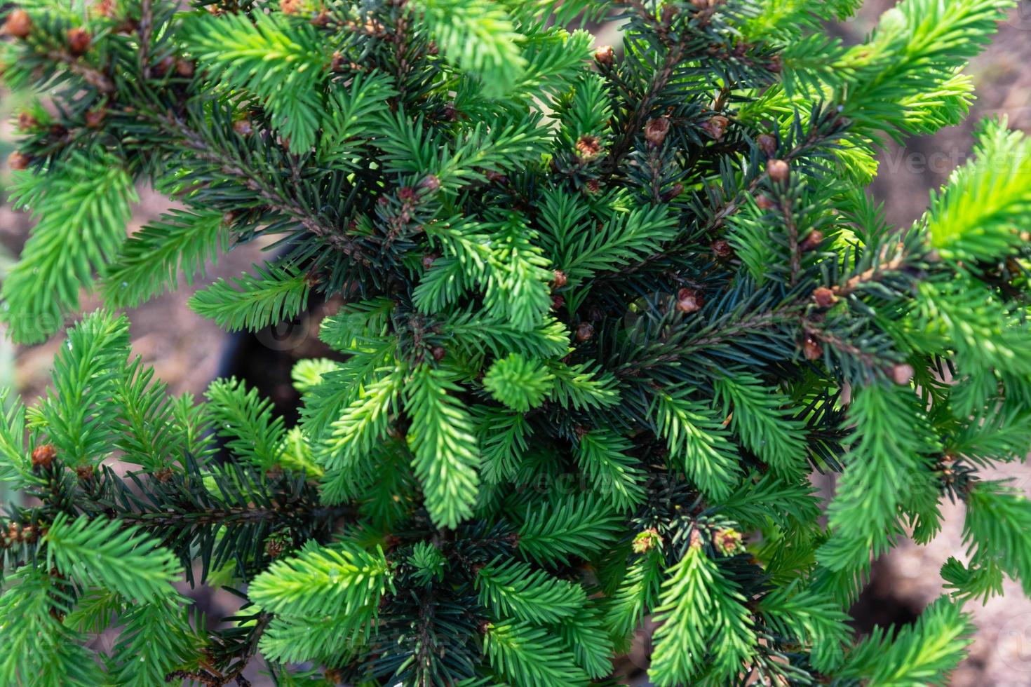 Young shoots with fresh bright green needles on spruce branches photo