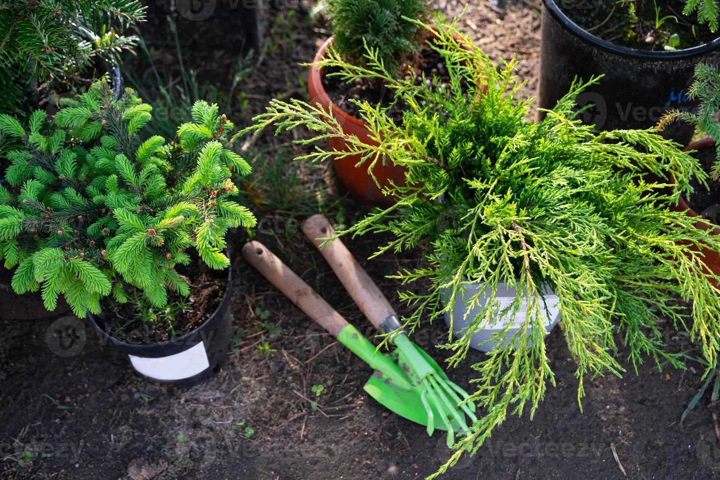 Coniferous plants in pots with a closed root for planting on your garden plot from the nursery. Gardening of a garden plot in spring photo