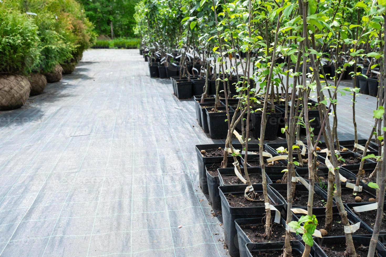 Nursery of fruit and berry trees and bushes for planting on a garden plot in the garden photo