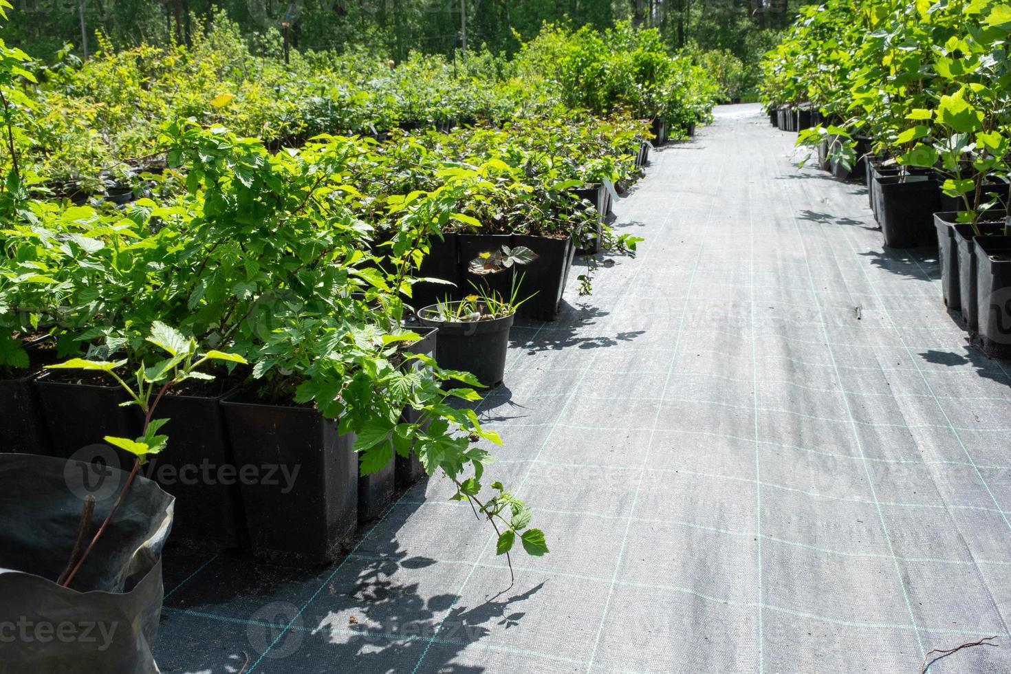Nursery of fruit and berry trees and bushes for planting on a garden plot in the garden photo