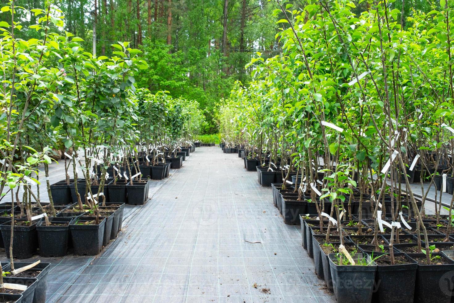 guardería de Fruta y baya arboles y arbustos para plantando en un jardín trama en el jardín foto