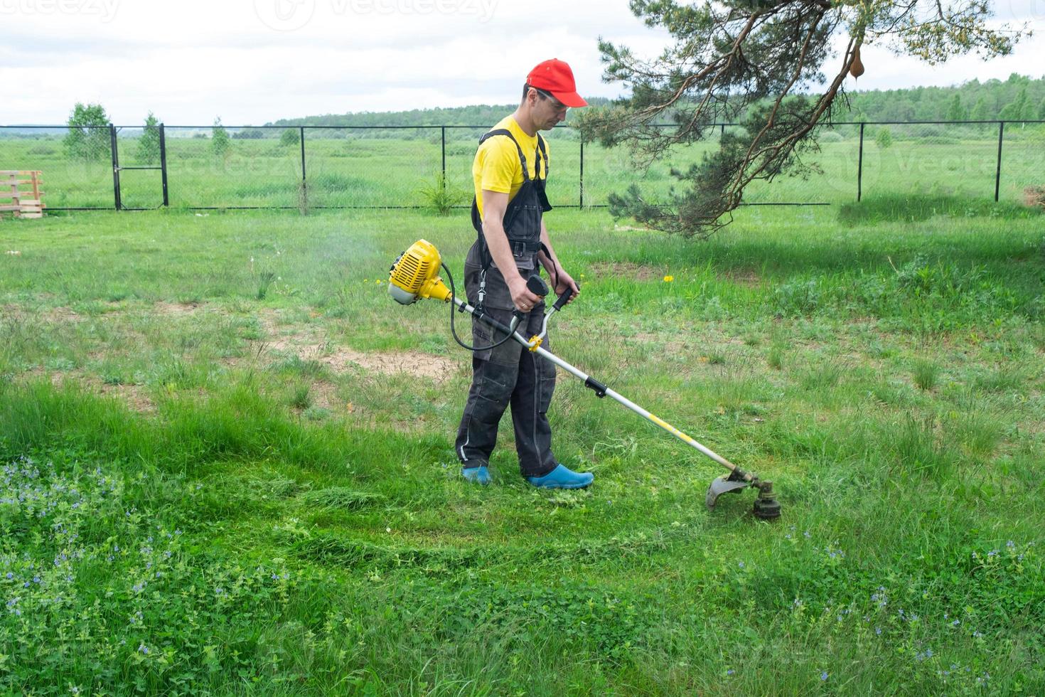 A male gardener mows the green grass of the lawn in the backyard with a gasoline mower. Trimmer for the care of a garden plot photo