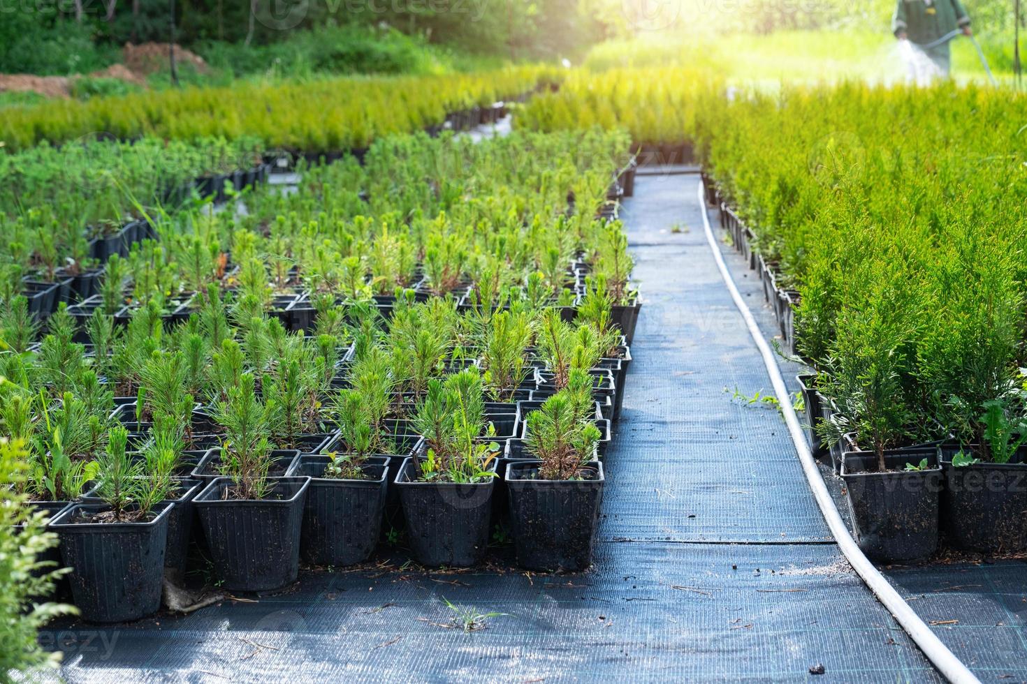 guardería de conífero plantas en ollas con un cerrado raíz para plantando en tu jardín trama. foto