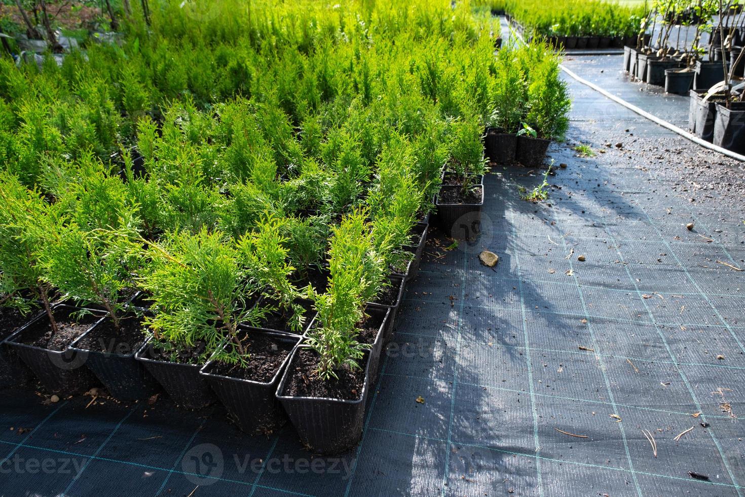 Nursery of coniferous plants in pots with a closed root for planting on your garden plot. photo