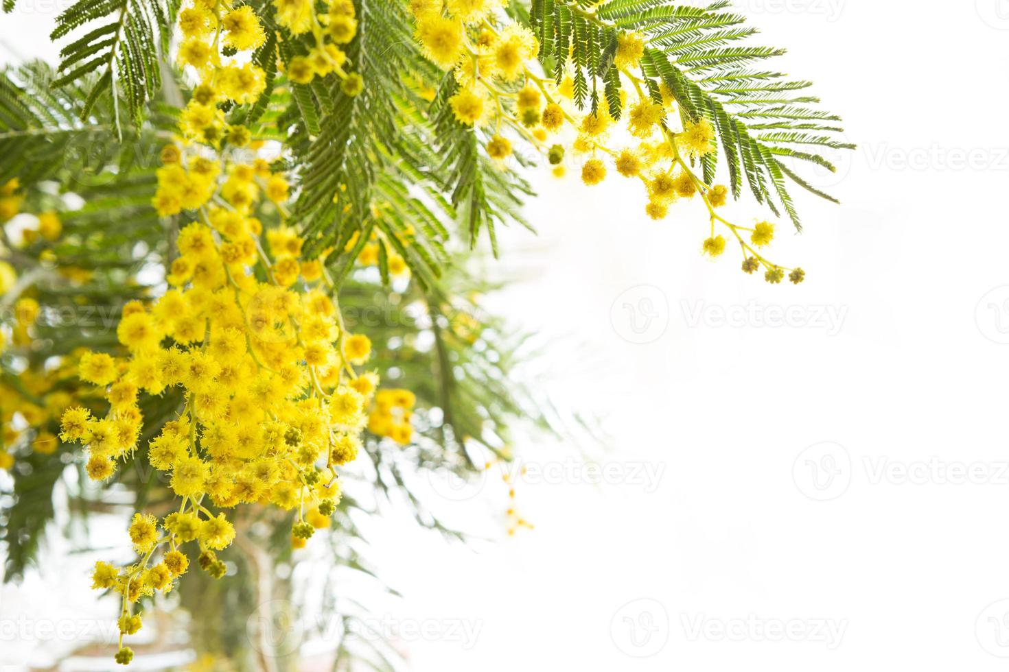 Yellow fresh spring bouquet of mimosa on a white background in the background light. Spring, Easter, Women's Day, March 8. photo