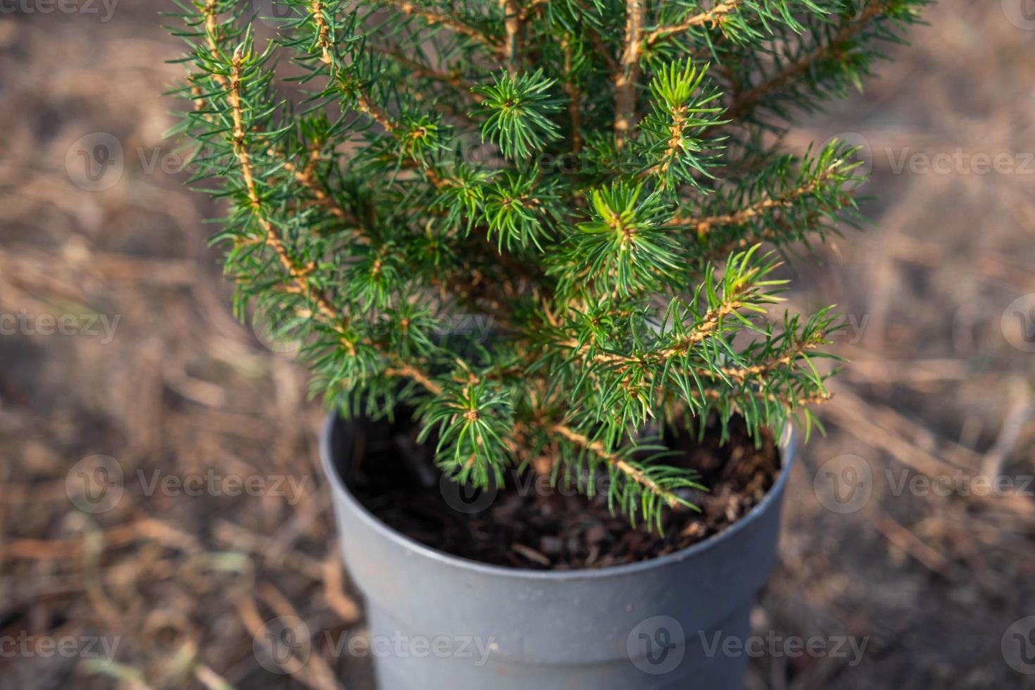 Coniferous plants in pots with a closed root for planting on your garden plot from the nursery. Gardening of a garden plot in spring photo