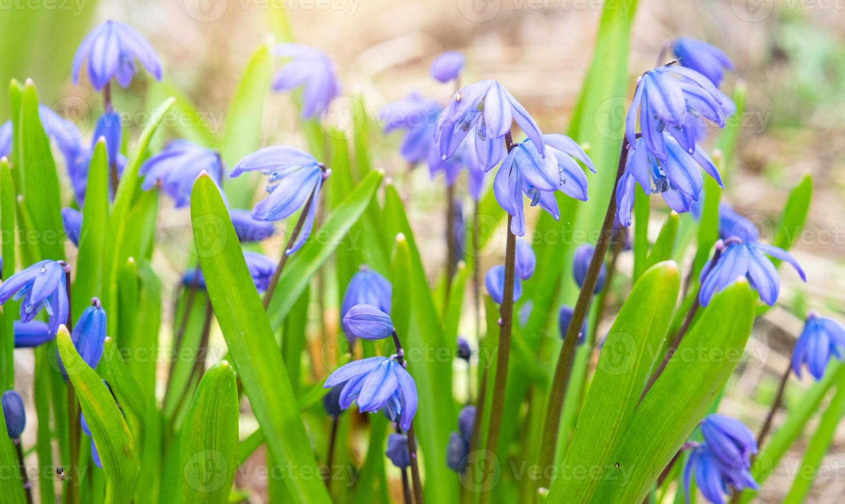 First spring blue flowers snowdrops close-up. Spring, the first green photo