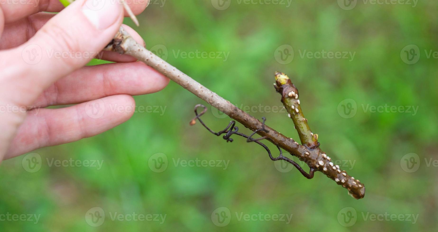 The stem of a branch with germinating rudiments of roots close-up - vegetative reproduction of garden plants photo