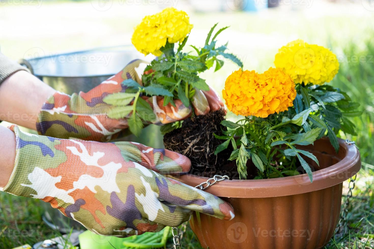 Yellow and orange marigold seedlings with roots are prepared for planting in the open ground in spring. Unpretentious garden flowers in the hands of a gardener, flower bed and yard care photo