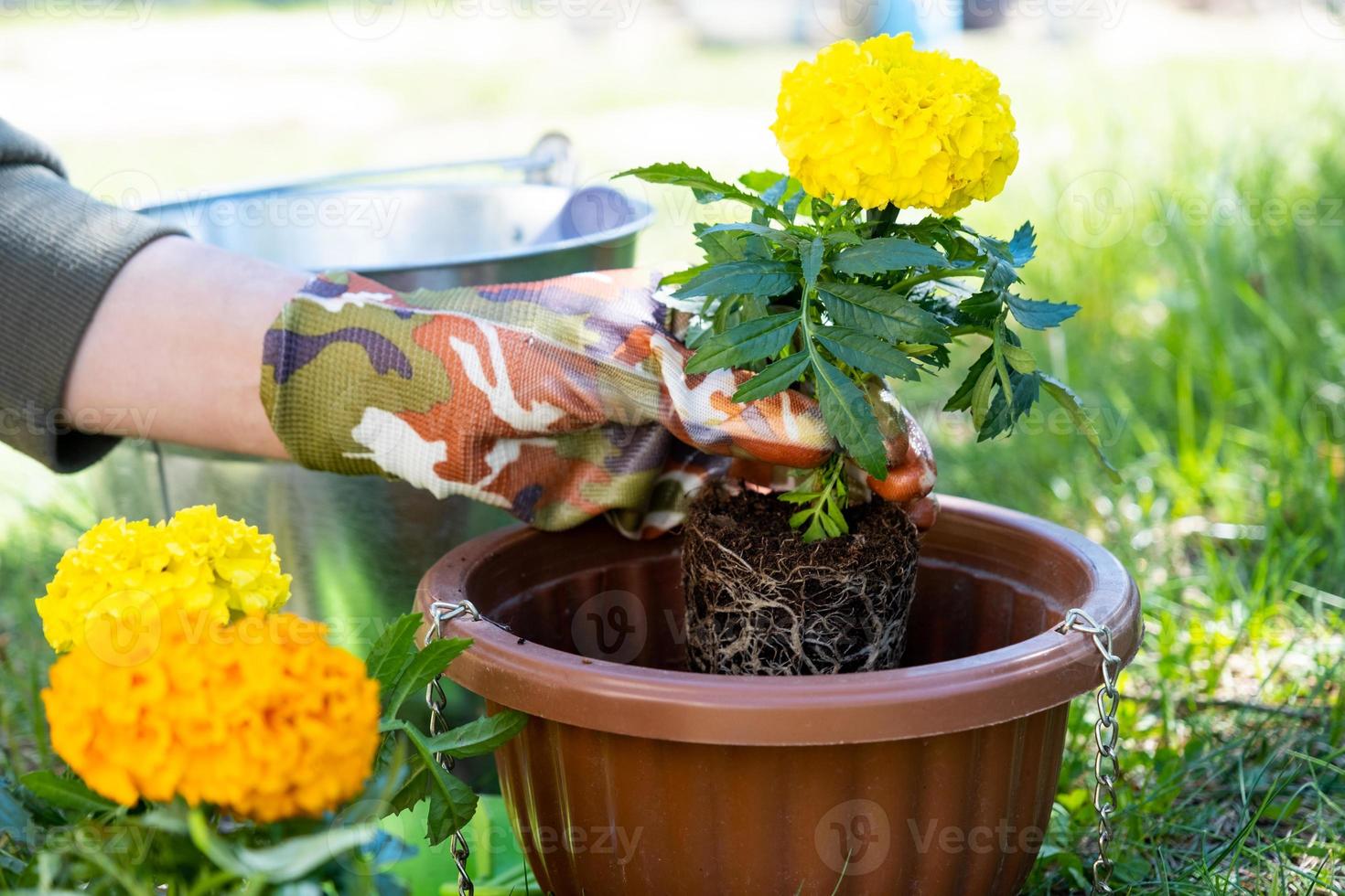 Yellow and orange marigold seedlings with roots are prepared for planting in the open ground in spring. Unpretentious garden flowers in the hands of a gardener, flower bed and yard care photo