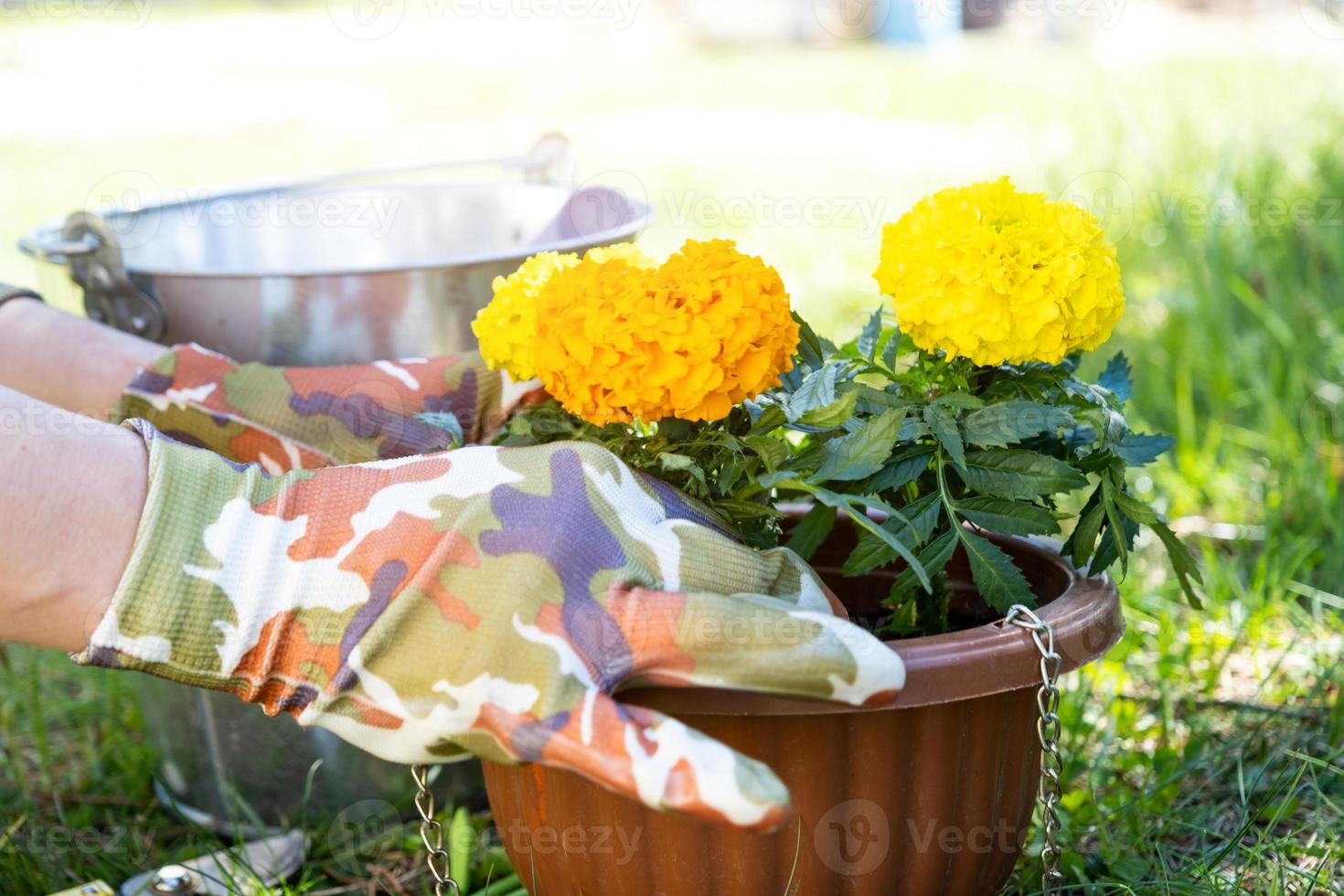 Yellow and orange marigold seedlings with roots are prepared for planting in the open ground in spring. Unpretentious garden flowers in the hands of a gardener, flower bed and yard care photo