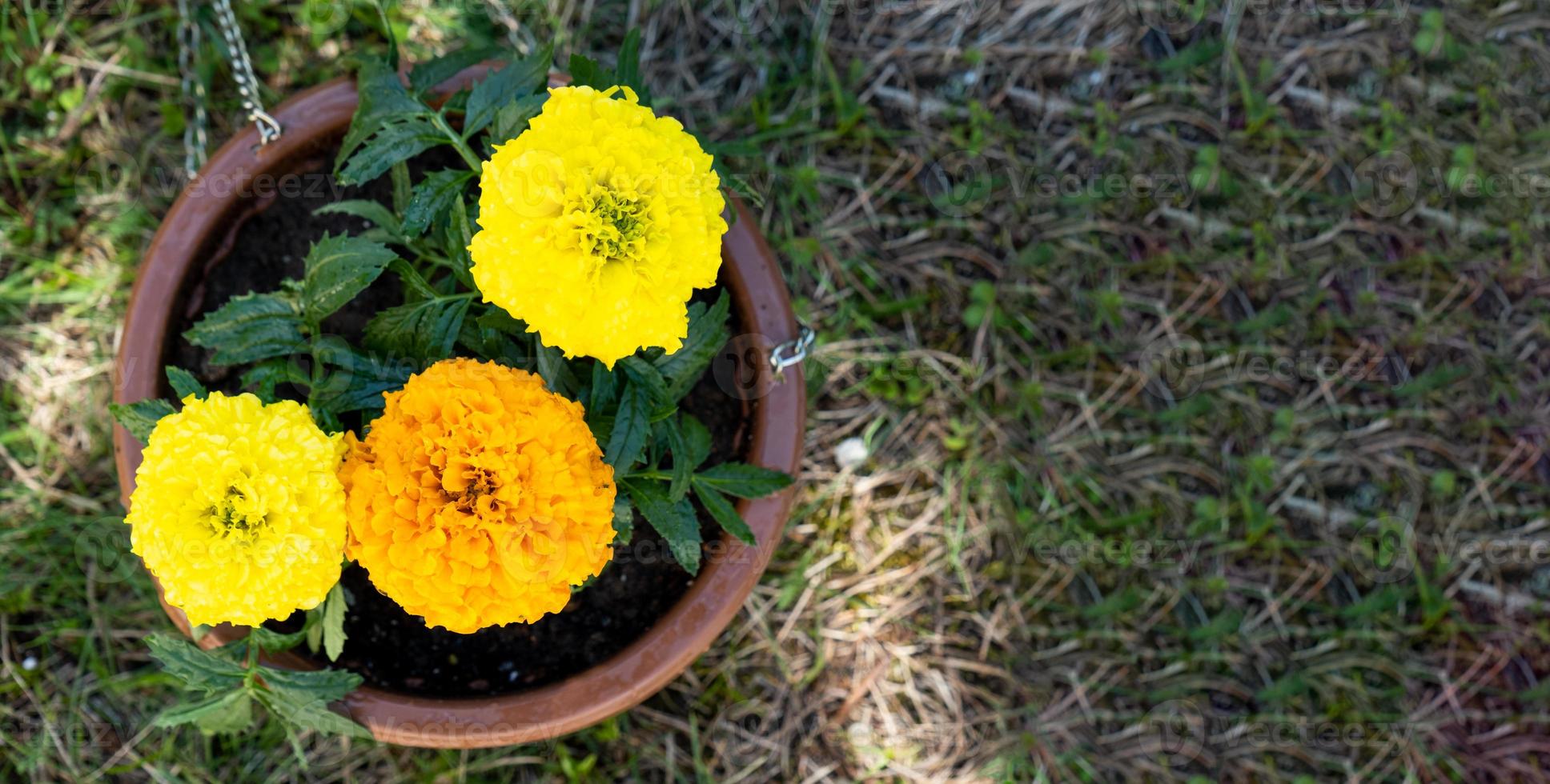 Yellow and orange marigold seedlings with roots are prepared for planting in the open ground in spring. Unpretentious garden flowers in the hands of a gardener, flower bed and yard care photo