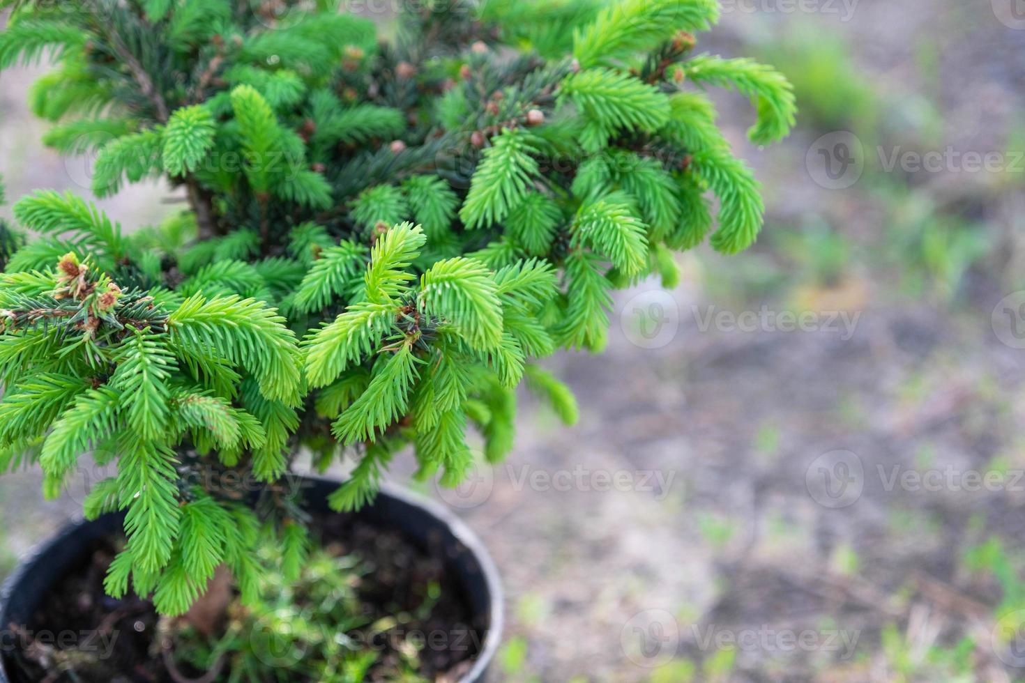 Coniferous plants in pots with a closed root for planting on your garden plot from the nursery. Gardening of a garden plot in spring photo