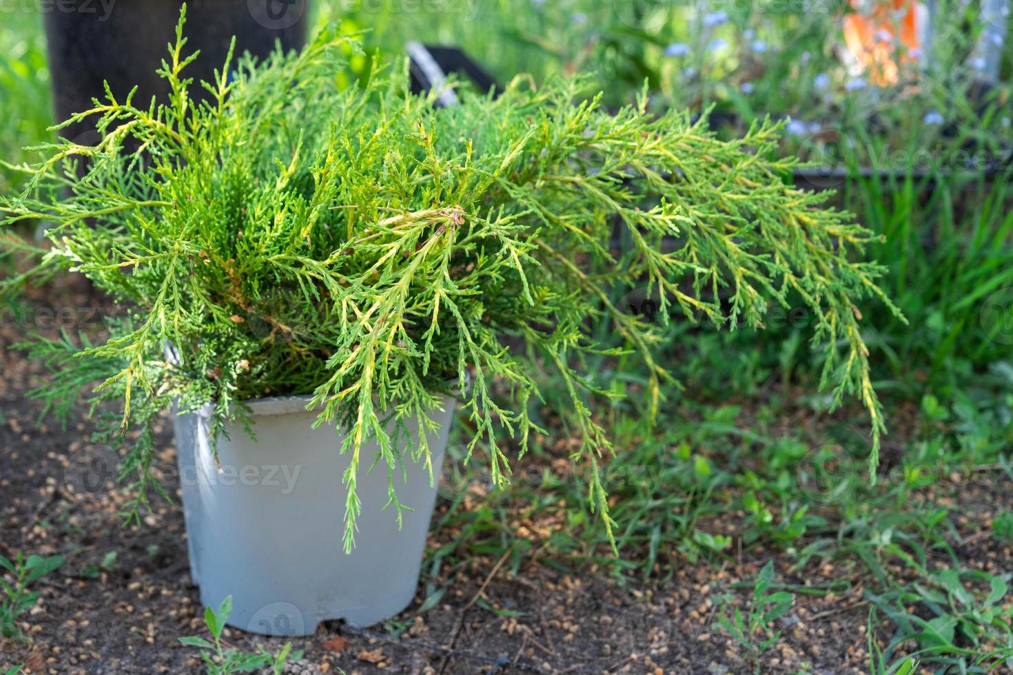 Coniferous plants in pots with a closed root for planting on your garden plot from the nursery. Gardening of a garden plot in spring photo