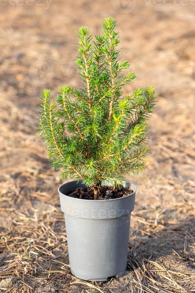 Coniferous plants in pots with a closed root for planting on your garden plot from the nursery. Gardening of a garden plot in spring photo