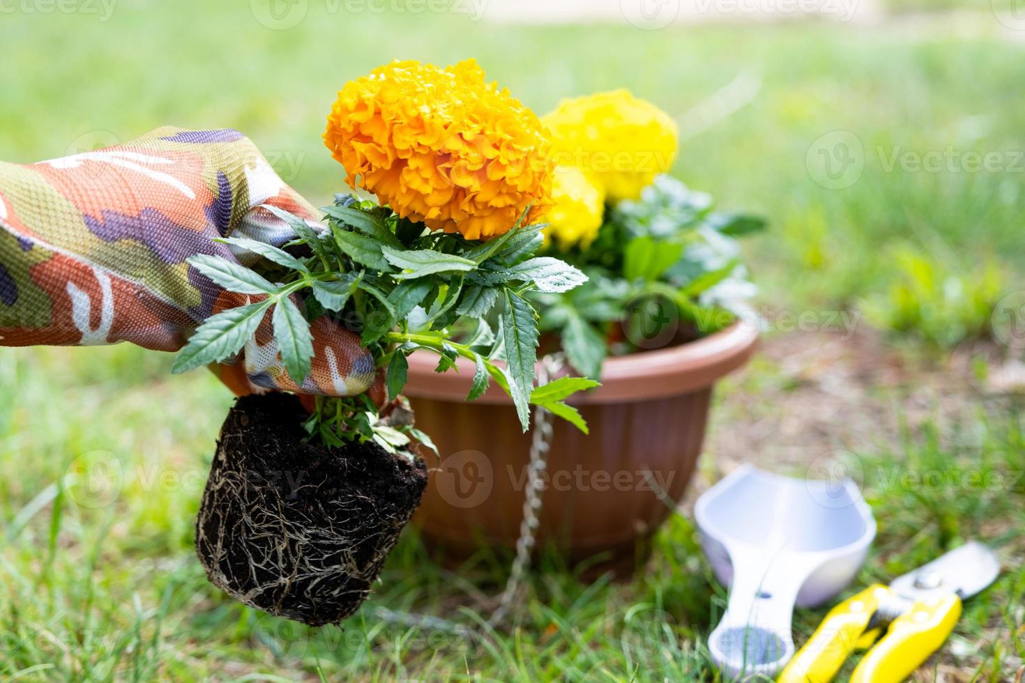 Yellow and orange marigold seedlings with roots are prepared for planting in the open ground in spring. Unpretentious garden flowers in the hands of a gardener, flower bed and yard care photo