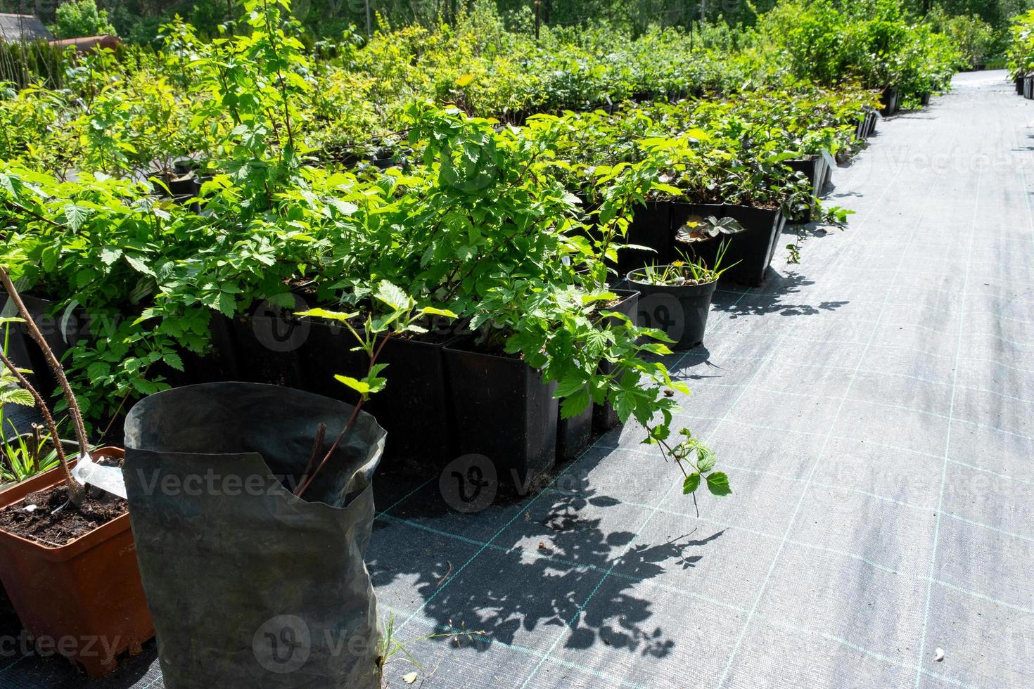 Nursery of fruit and berry trees and bushes for planting on a garden plot in the garden photo