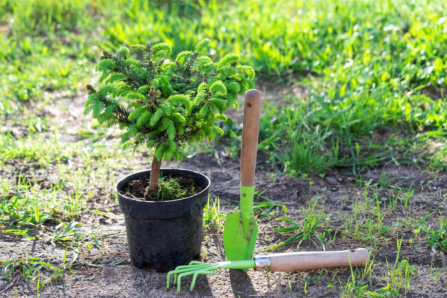 Coniferous plants in pots with a closed root for planting on your garden plot from the nursery. Gardening of a garden plot in spring photo