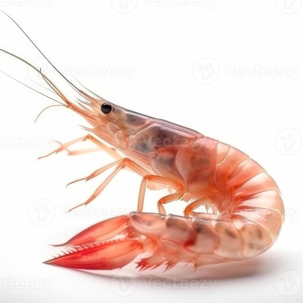 Image of shrimp isolated on white background photo