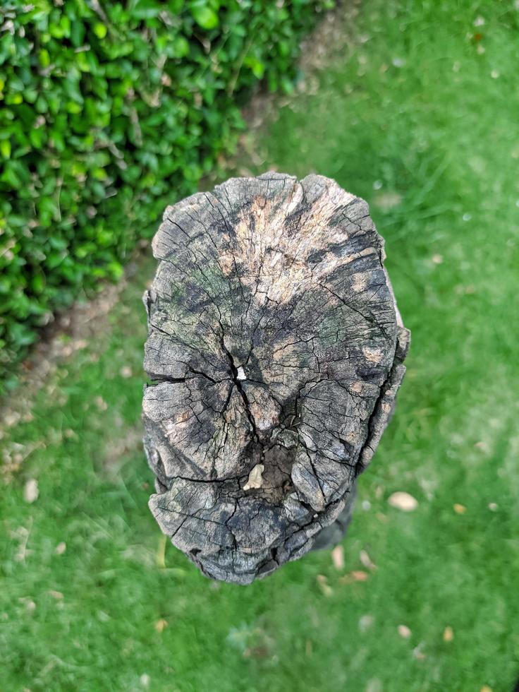 el agraciado formar de un árbol maletero en un jardín, un árbol maletero con de cerca foto, texturizado árbol maletero foto