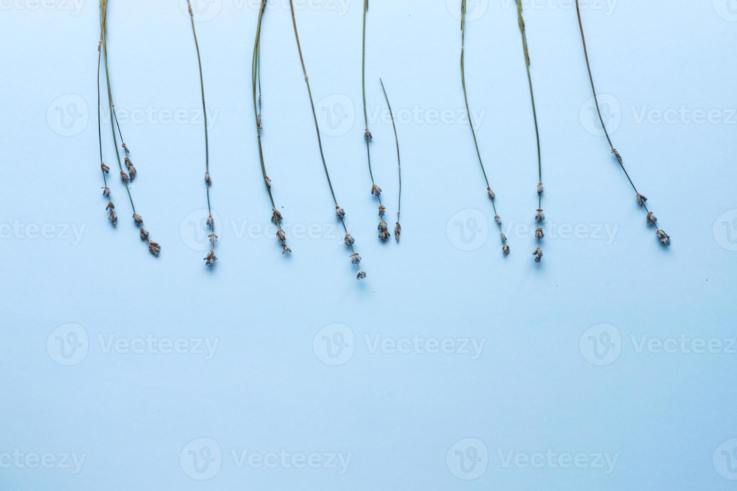Lavender top view layout on blue background 22970891 Stock Photo at ...
