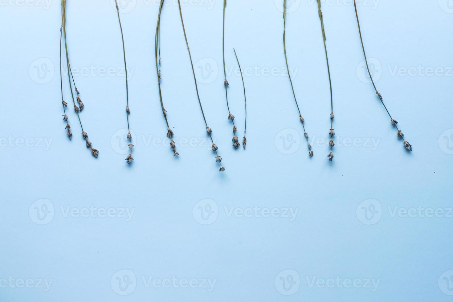 Lavender top view layout on blue background photo