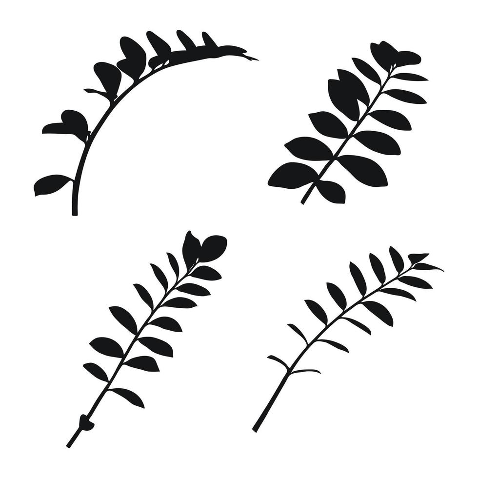 Real modern silhouettes plants, herbs. Drawing zamioculcas. Flat design art design template. vector