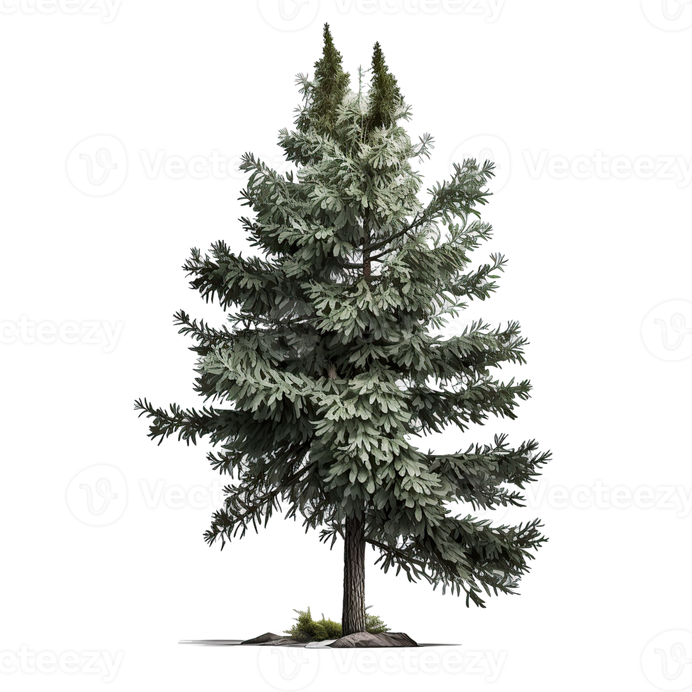Green spruce tree isolated png