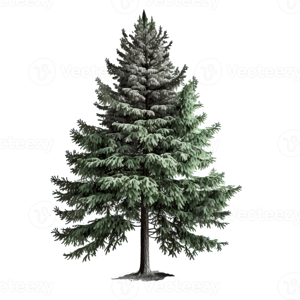 Green spruce tree isolated png