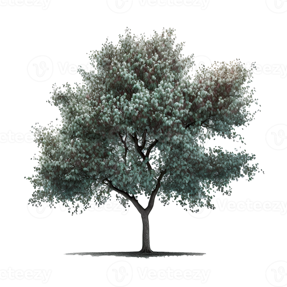 Cherry Blossom Tree Isolated png