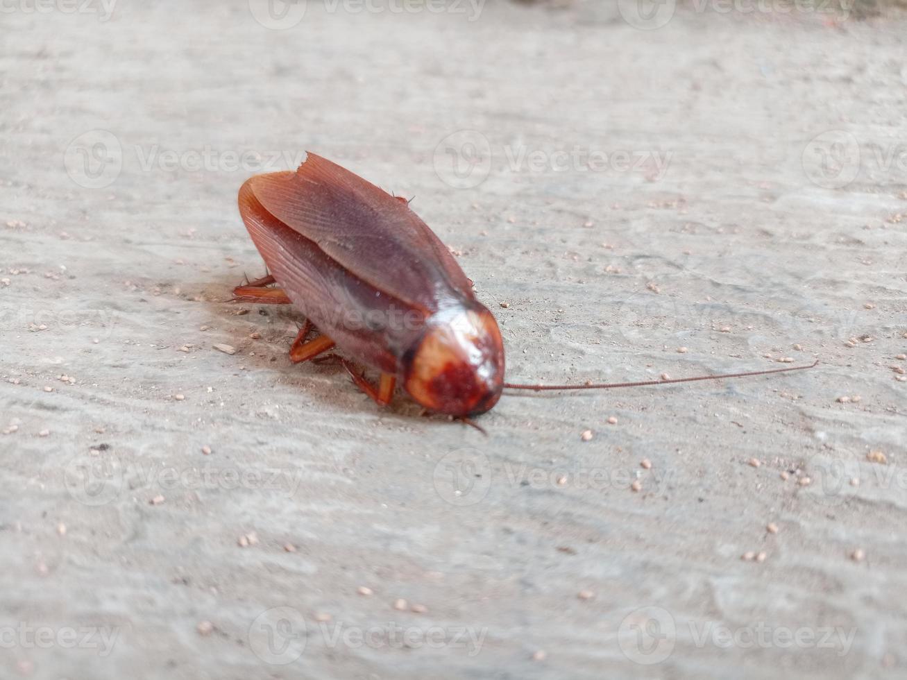 cucaracha aislado sobre fondo blanco foto