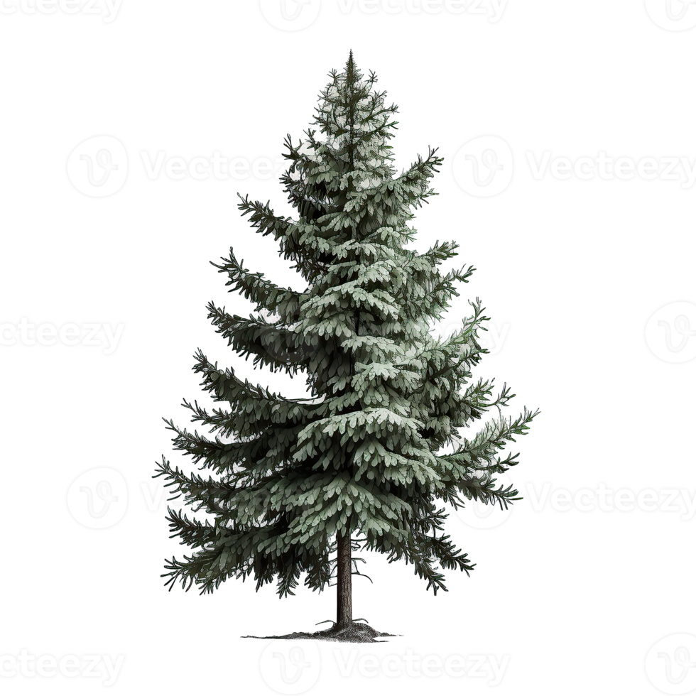 Free Green Spruce Tree Isolated 22972762 PNG With Transparent Background facebook