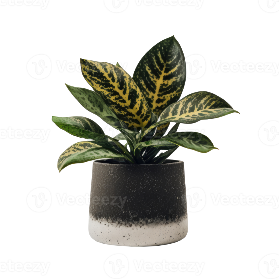 Home Plant in Pot png