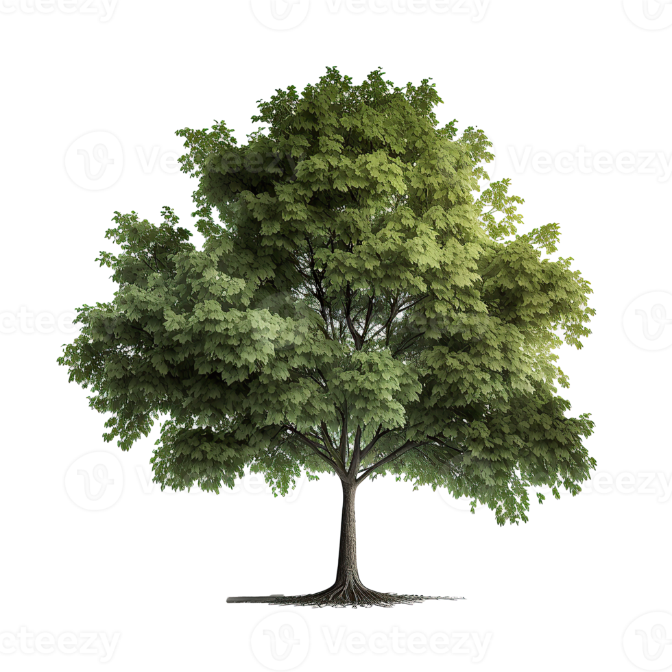 vert Naturel arbre isolé. png